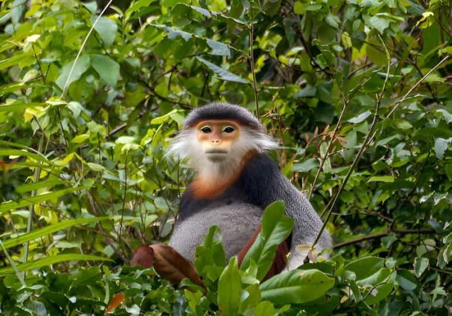 From Da Nang: Wildlife Watching, Douc Langurs Watching - Highlights of the Experience