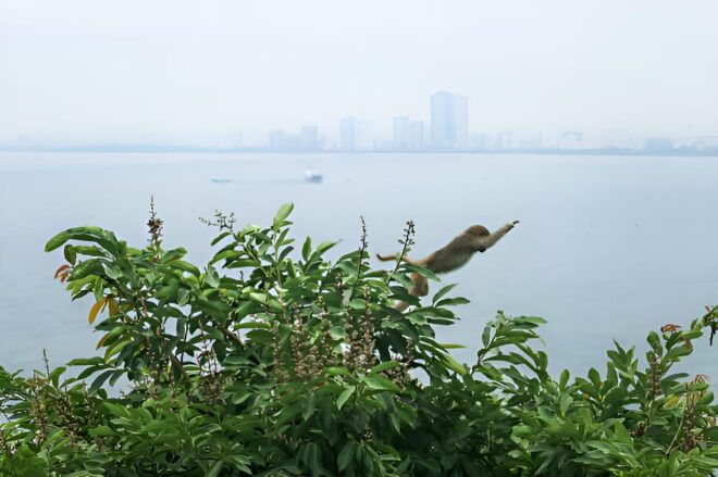 From Da Nang: Wildlife Watching, Douc Langurs Watching - Inclusives and Exclusives