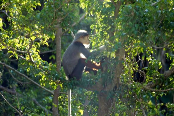 From Da Nang: Wildlife Watching, Douc Langurs Watching - Restrictions and Limitations