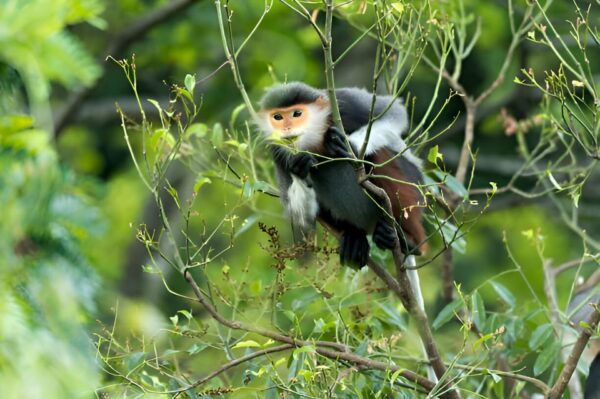 From Da Nang: Wildlife Watching, Douc Langurs Watching - Environmental Impact