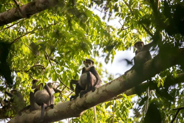 From Da Nang: Wildlife Watching, Douc Langurs Watching - Booking Information