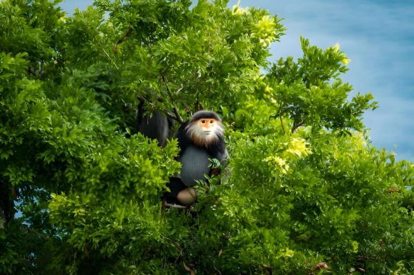 From Da Nang: Wildlife Watching, Douc Langurs Watching - Frequently Asked Questions