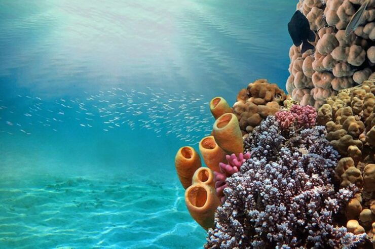 From Dahab: Diving Day Trip at The Canyon and Blue Hole - Diving Itinerary Highlights