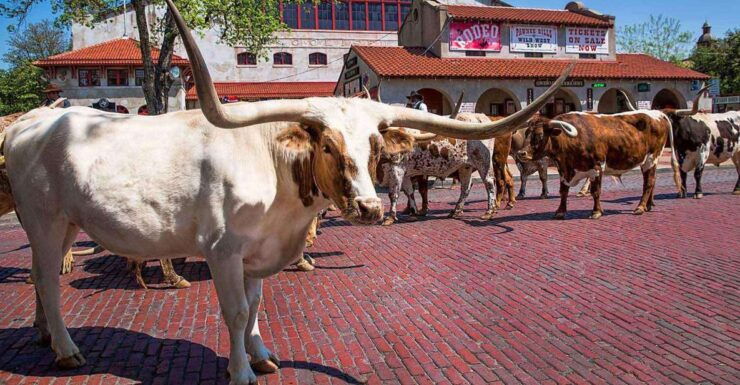 From Dallas: Fort Worth Guided Day Tour - Tour Details