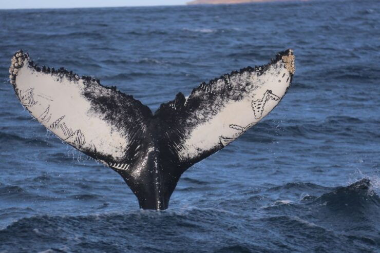 From Dalvik: Arctic Whale Watching in Northern Iceland - Good To Know