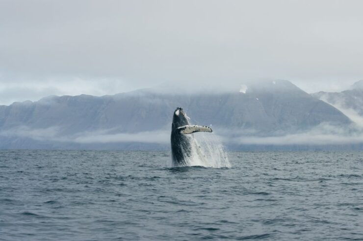 From Dalvik: Arctic Whale Watching in Northern Iceland - Experience Highlights