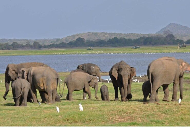 From Dambulla: Full Day Safari at Minneriya National Park - Activity Details
