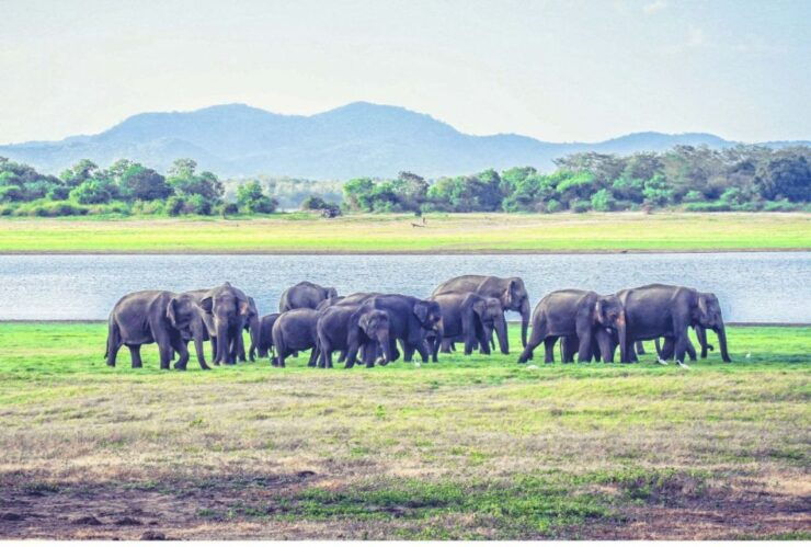 From Dambulla: Full Day Safari at Minneriya National Park - Experience at Minneriya National Park