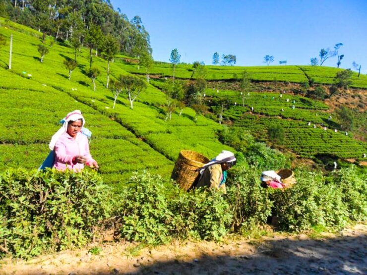 From Dambulla: Kandy Day Trip - Highlights