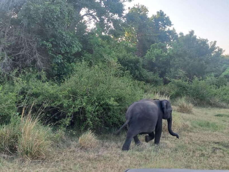 From Dambulla: Minneriya National Park wild Jeep Safari - Good To Know