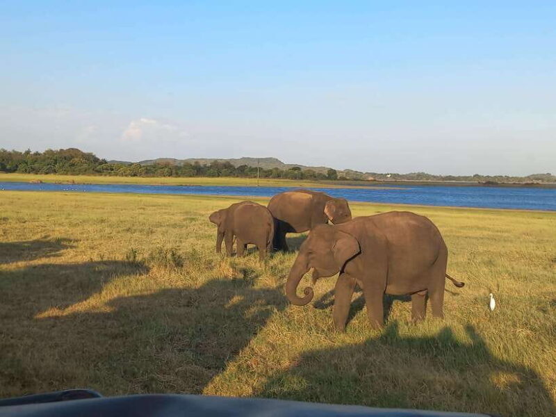 From Dambulla: Minneriya National Park wild Jeep Safari - What to Expect from the Safari Experience