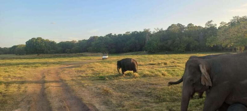 From Dambulla: Minneriya National Park wild Jeep Safari - Who Should Consider This Safari?