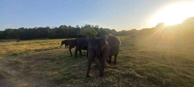 From Dambulla: Minneriya National Park wild Jeep Safari - Frequently Asked Questions