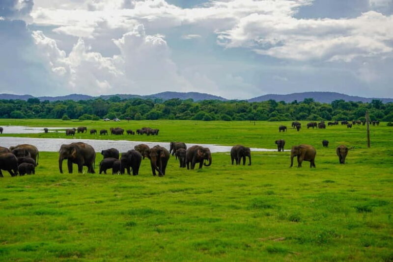 From Dambulla, Sigiriya: Polonnaruwa Tuk Tuk Day Tour - Knowledgeable and Friendly Guides
