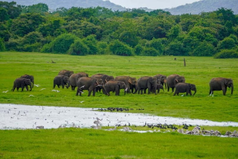 From Dambulla, Sigiriya: Polonnaruwa Tuk Tuk Day Tour - Limitations to Consider