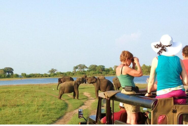 From Dambulla/ Sigiriya: Safari at Minneriya National Park - Safari Experience at Minneriya National Park