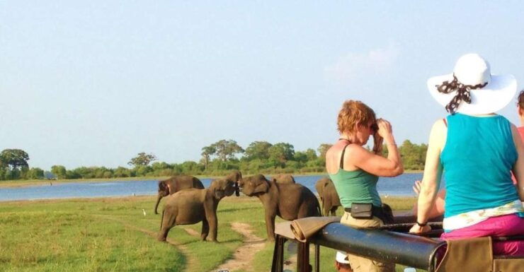 From Dambulla/ Sigiriya: Safari at Minneriya National Park - Wildlife Viewing and Guided Tours