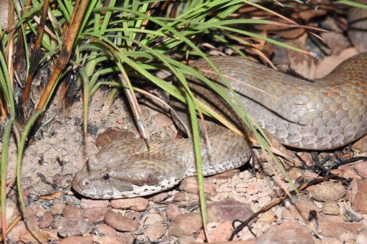 From Darwin: 1 Day Territory Wildlife Park Tour - Wildlife Encounters and Nocturnal House