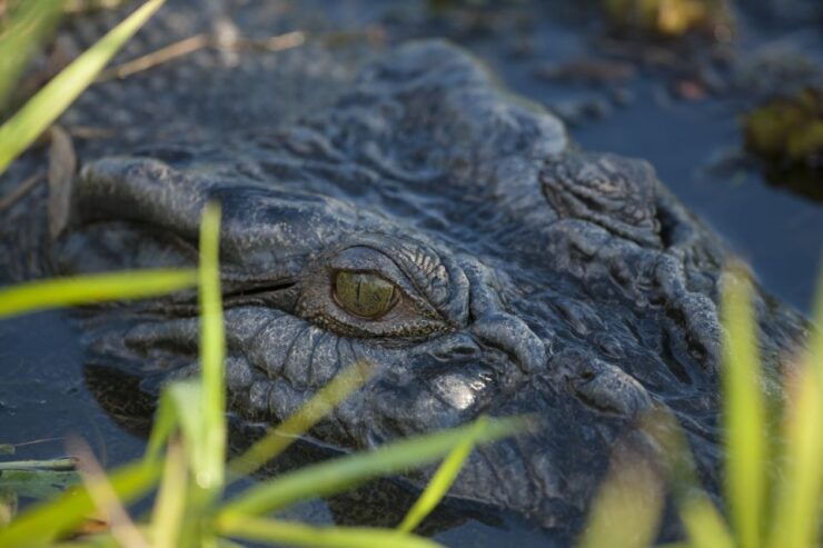 From Darwin: Litchfield National Park Day Trip - Activity Details