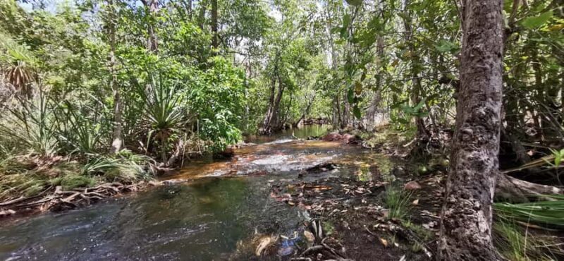 From Darwin: Litchfield National Park Small-Group Day Trip - Authentic Insights from Reviews
