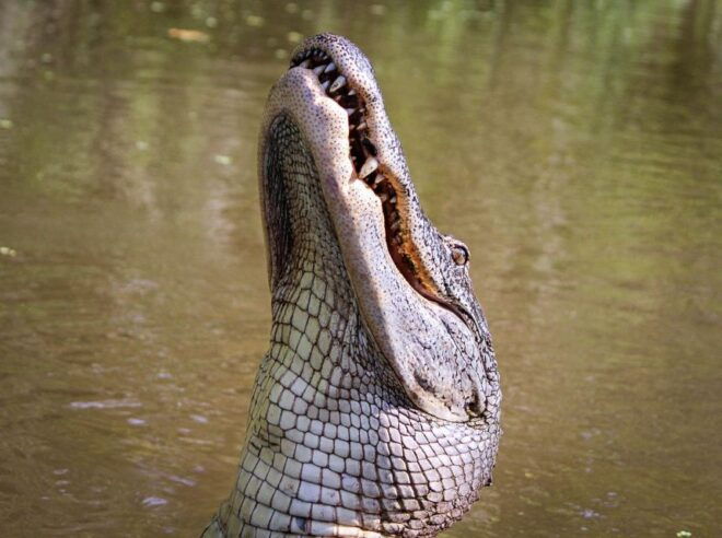 From Darwin: Litchfield Park Tour & Jumping Crocodile Cruise - Full Description