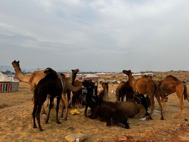 From Delhi: 15 Days Royal Rajasthan Tour By Private Car - Day 05: Jaipur