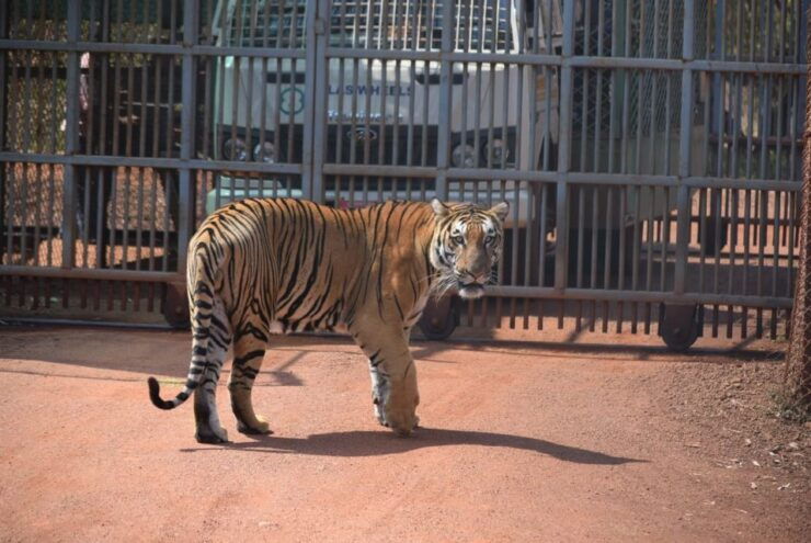 From Delhi : 2 Days Jim Corbett Tiger Safari Tour By Car - Activity Details
