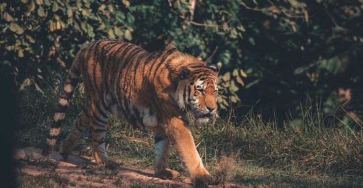 From Delhi : 2 Days Jim Corbett Tiger Safari Tour By Car - Safari Experience