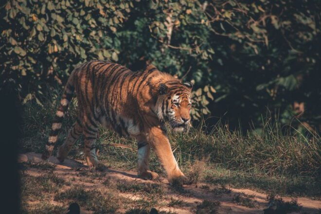 From Delhi : 2 Days Jim Corbett Tiger Safari Tour By Car - Day 2 - Morning Safari & Departure