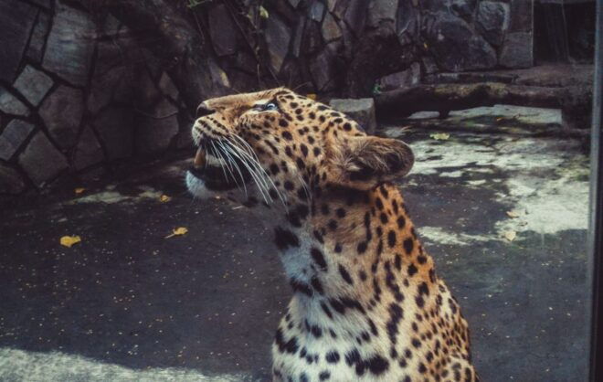 From Delhi : 2 Days Jim Corbett Tiger Safari Tour By Car - Customer Reviews
