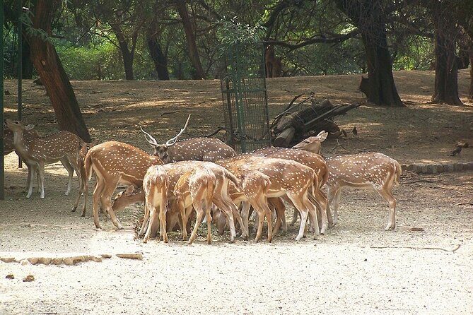 From Delhi : 2 Days Varanasi Tour By Fastest Train - Real Traveler Insights & Practical Tips