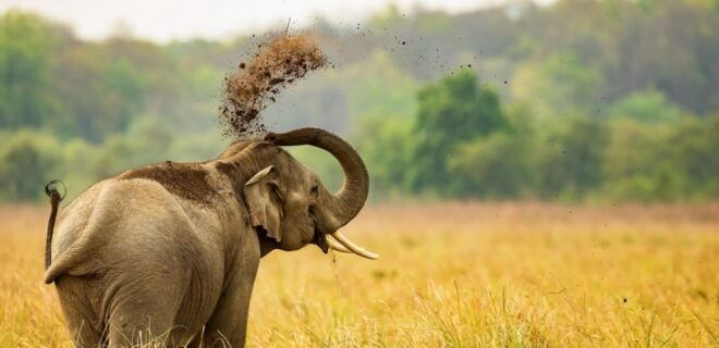 From Delhi: 3-Day Wildlife Trip to Jim Corbett National Park - Day 3 Schedule