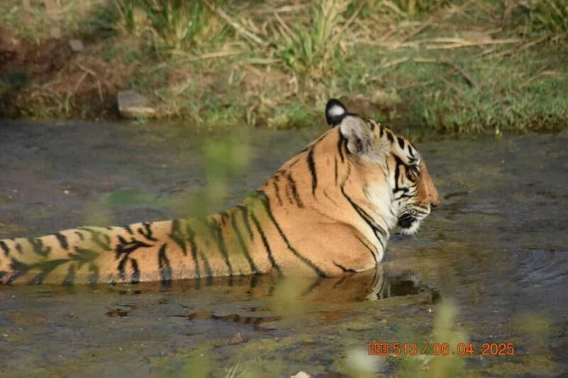 From Delhi: 3 Days Golden Triangle Tour With Tiger Safari - Authentic Experiences and Practical Tips
