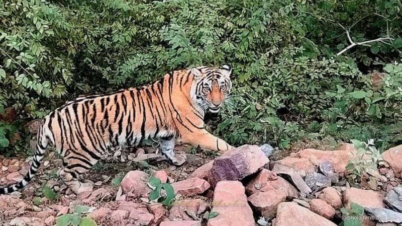 From Delhi: 3 Days Golden Triangle Tour With Tiger Safari - Good To Know