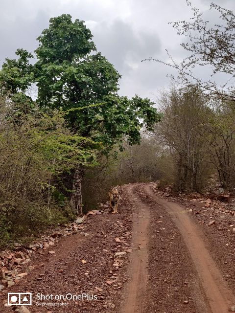 From Delhi: 3-Days Jaipur & Ranthambore Wildlife Safari Tour - Tour Highlights