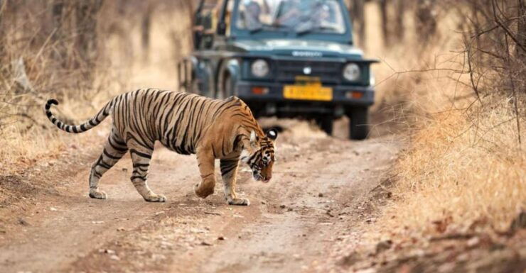 From Delhi: 3-Days Private Ranthambore Wildlife Safari Tour - Itinerary Highlights