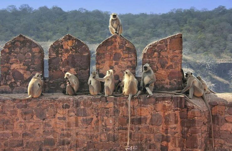 From Delhi: 3 Days Tour of Ranthambore Tiger Safari - Itinerary Details