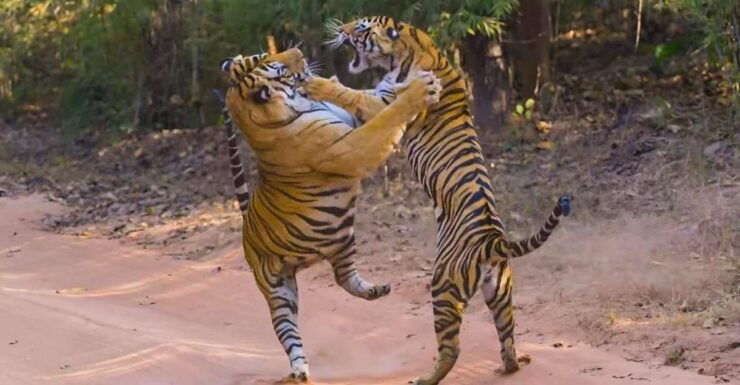 From Delhi: 3 Days Tour of Ranthambore Tiger Safari - Tour Highlights