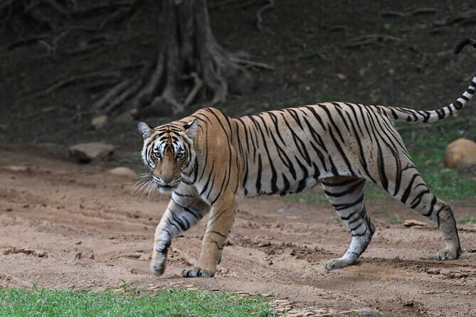 From Delhi: 4 Day Golden Triangle and Tiger Safari Private Tour - Food and Local Flavors