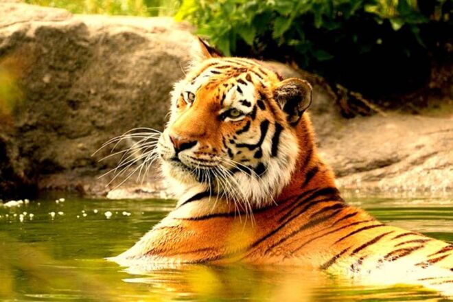From Delhi: 4-Day Golden Triangle & Ranthambore Guided Tour - Booking Details