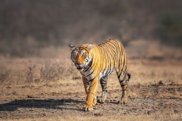From Delhi: 4-Day Golden Triangle & Ranthambore Tiger Safari - Booking Details