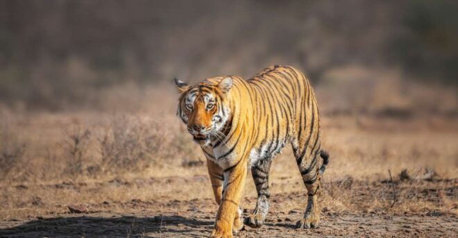 From Delhi: 4-Day Golden Triangle & Ranthambore Tiger Safari - Pickup Service