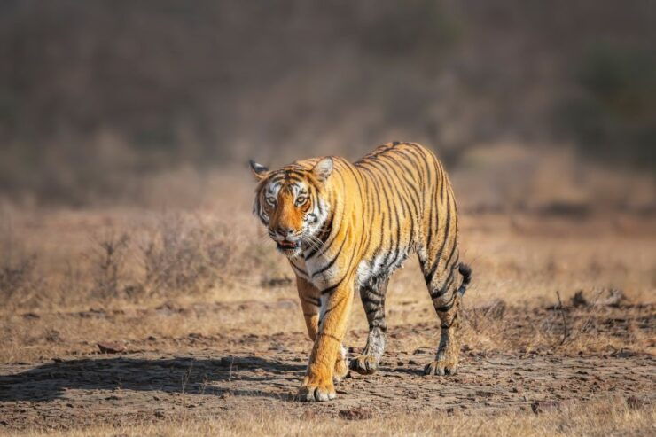 From Delhi: 4-Day Golden Triangle & Ranthambore Tiger Safari - Booking Details