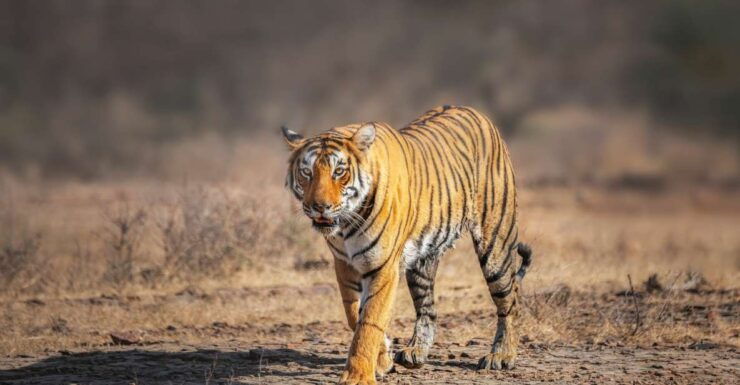 From Delhi: 4-Day Golden Triangle & Ranthambore Tiger Safari - Live Tour Guide