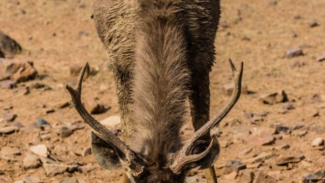From Delhi: 4-Day Golden Triangle & Ranthambore Tiger Safari - Day 4: Full Itinerary and Highlights