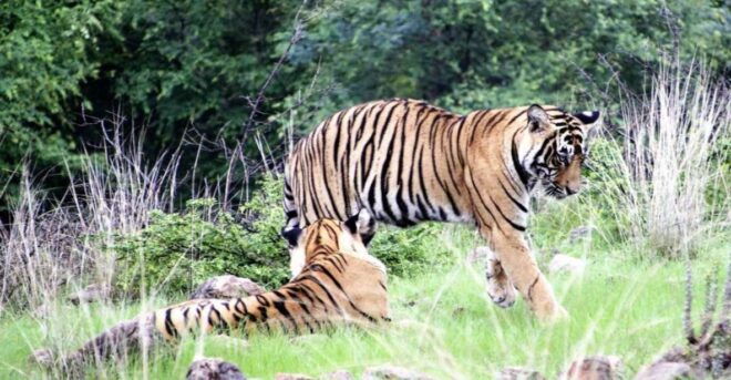 From Delhi: 4 Day Golden Triangle & Ranthambore Tiger Safari - Itinerary
