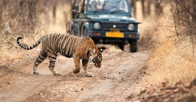 From Delhi: 4-Day Golden Triangle & Ranthambore Tiger Safari - Itinerary