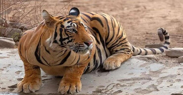 From Delhi: 4-Day Golden Triangle & Ranthambore Tiger Safari - Good To Know