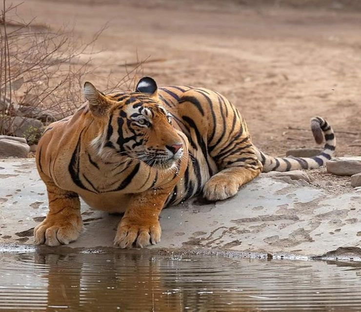 From Delhi: 4-Day Golden Triangle & Ranthambore Tiger Safari - Tour Highlights