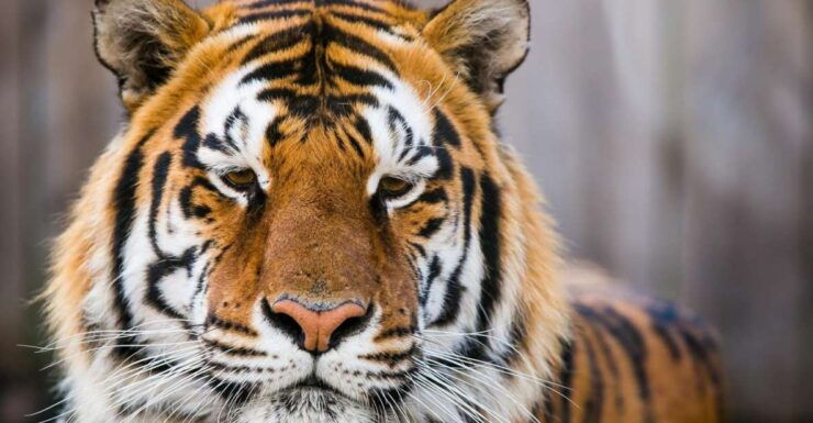 From Delhi: 4-Day Golden Triangle & Ranthambore Tiger Safari - Day 1: Sunrise at the Taj Mahal